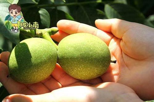 成县吃瓜网红,揭秘当地美食文化